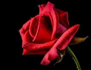 khatu shyam baba red rose
